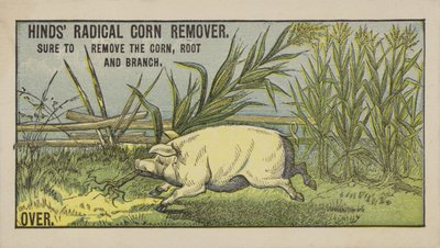 Schwein zieht Mais von American School