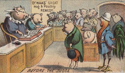 Schwein vor Gericht von American School