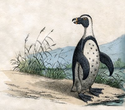 Magellan-Pinguin, aus The Natural History of Animals von American School