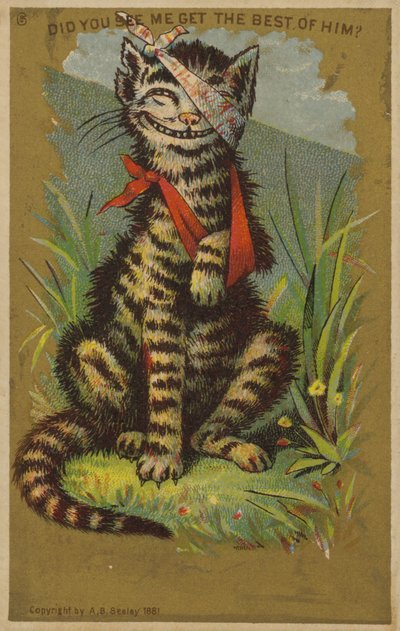 Schmunzelnde Katze mit Verletzungen von American School