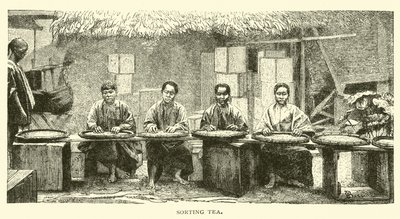 Teesortierung von American School