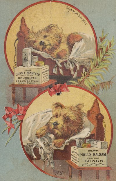 Terrier im Bett von American School