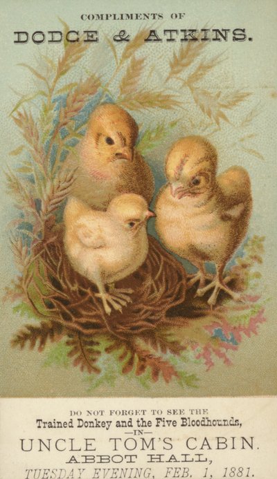 Drei Küken im Nest von American School