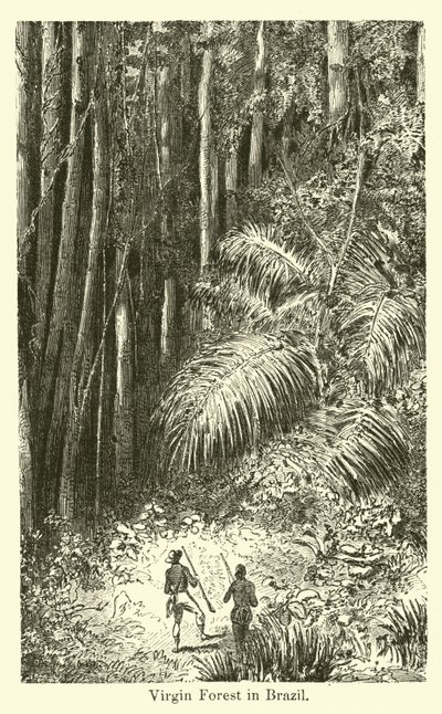 Urwald in Brasilien von American School