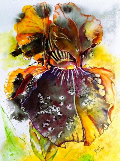 Lebendige Aquarell Iris von Anda Bieza