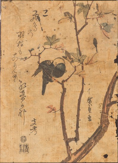 Studie eines schlafenden Vogels auf einem Ast von Ando or Utagawa Hiroshige