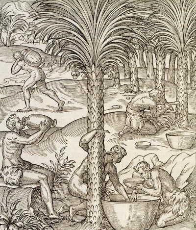 Einwohner von Kap Verde stellen Getränke aus Palmen her, Gravur aus der Universal Cosmology, von Andre Thevet von Andre Thevet
