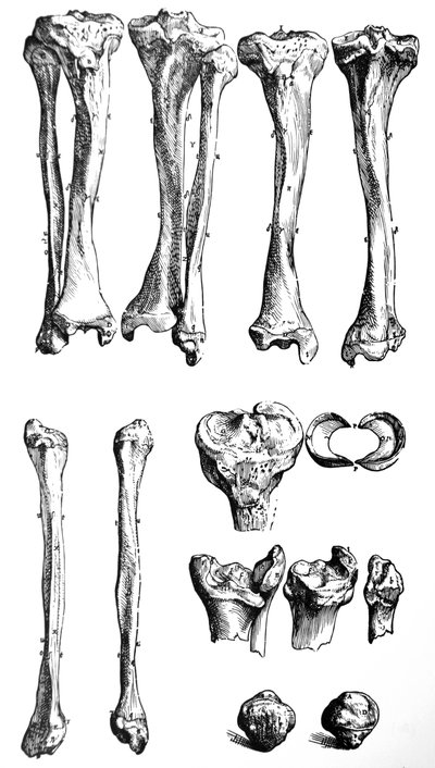 Die Tafeln aus dem ersten Buch der De Humani Corporis Fabrica von Andreas Vesalius