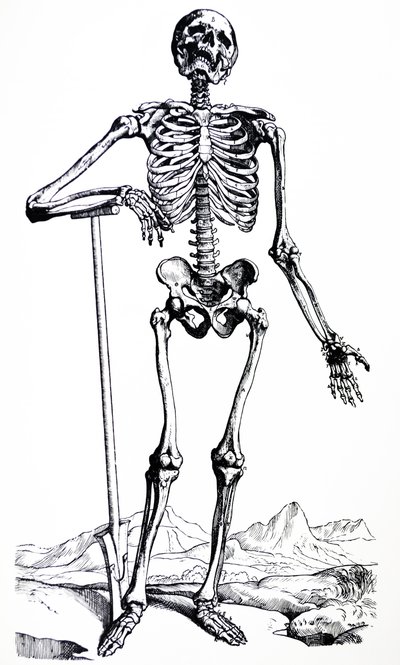 Die Tafeln aus dem ersten Buch der De Humani Corporis Fabrica von Andreas Vesalius