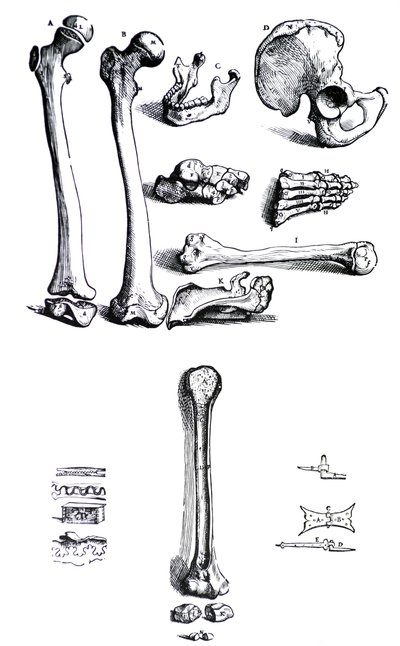 Die Tafeln aus dem ersten Buch der De Humani Corporis Fabrica von Andreas Vesalius (1514-1564) von Andreas Vesalius