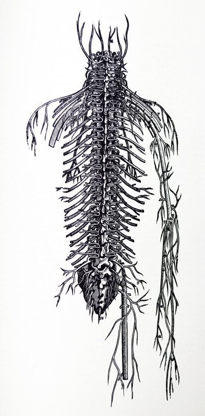 Die Tafeln aus dem vierten Buch der De Humani Corporis Fabrica von Andreas Vesalius