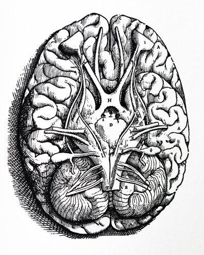 Die Platten aus dem vierten Buch der De Humani Corporis Fabrica von Andreas Vesalius
