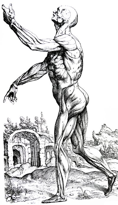 Die Platten aus dem zweiten Buch der De Humani Corporis Fabrica von Andreas Vesalius