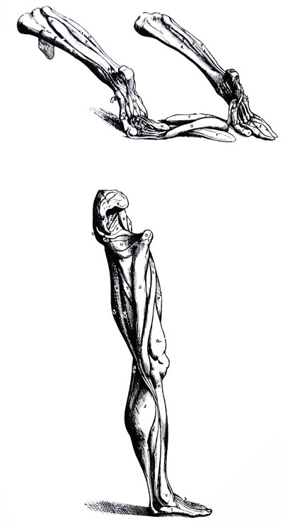 Die Tafeln aus dem zweiten Buch der De Humani Corporis Fabrica von Andreas Vesalius