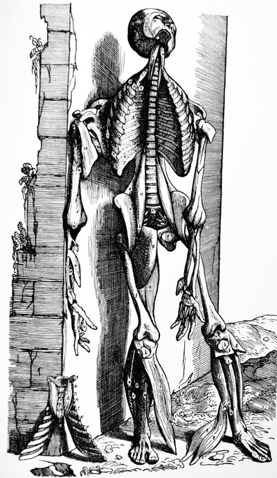 Die Platten aus dem zweiten Buch der De Humani Corporis Fabrica von Andreas Vesalius
