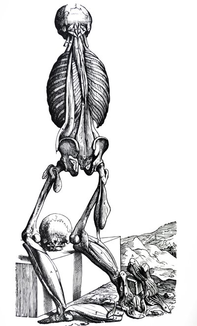 Die Platten aus dem zweiten Buch der De Humani Corporis Fabrica von Andreas Vesalius