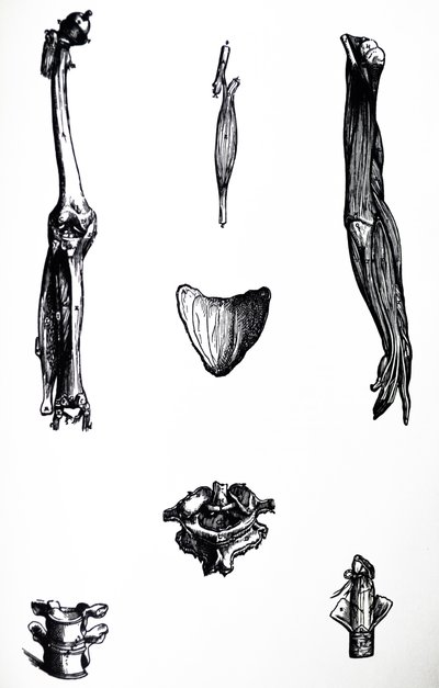 Die Tafeln aus dem zweiten Buch der De Humani Corporis Fabrica von Andreas Vesalius