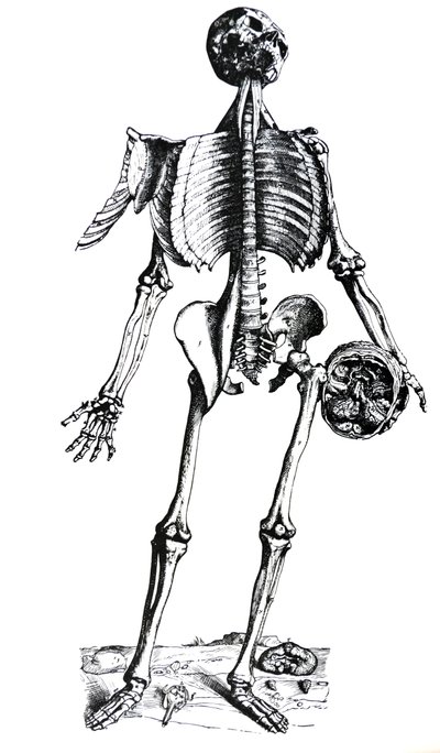 Die Platten aus dem siebten Buch der De Humani Corporis Fabrica von Andreas Vesalius