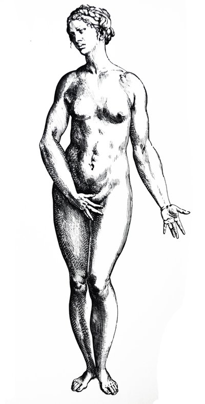 Die Tafeln aus dem siebten Buch der De Humani Corporis Fabrica von Andreas Vesalius