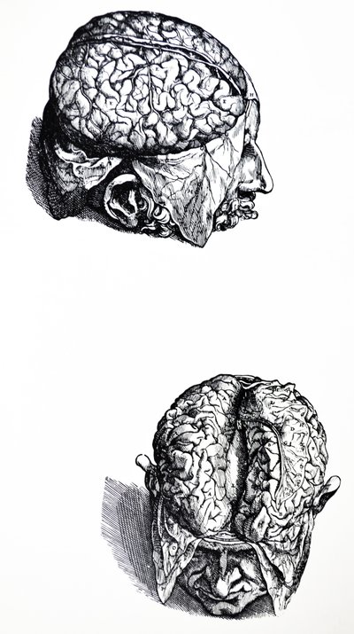 Die Platten aus dem siebten Buch der De Humani Corporis Fabrica von Andreas Vesalius