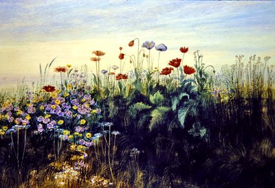 Wildblumen von Andrew Nicholl