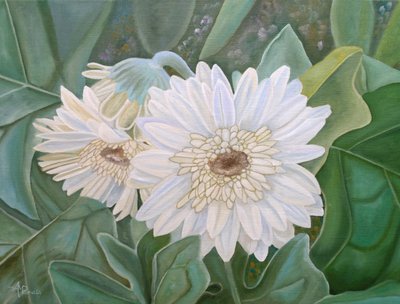 Frische Weiße Gerbera-Blüten von Angeles M. Pomata