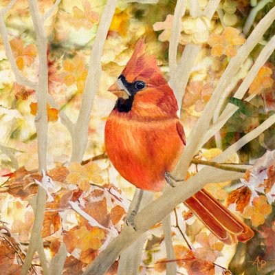 Roter Kardinal in Herbstlaub von Angeles M. Pomata