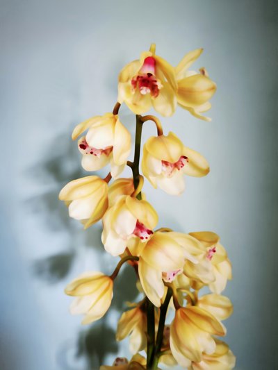 Elegante gelbe Orchideen von Angelo Cerantola