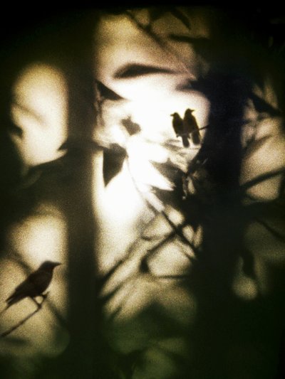 Ätherische Vögel im Schatten von Angelo Cerantola