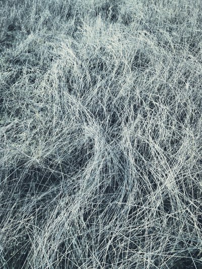 Frostiges Wintergras von Angelo Cerantola