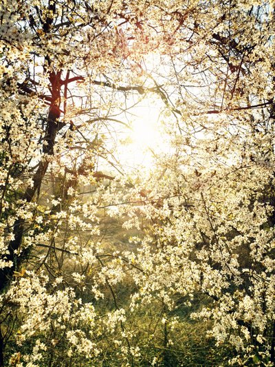 Strahlende Frühlingsblüten von Angelo Cerantola