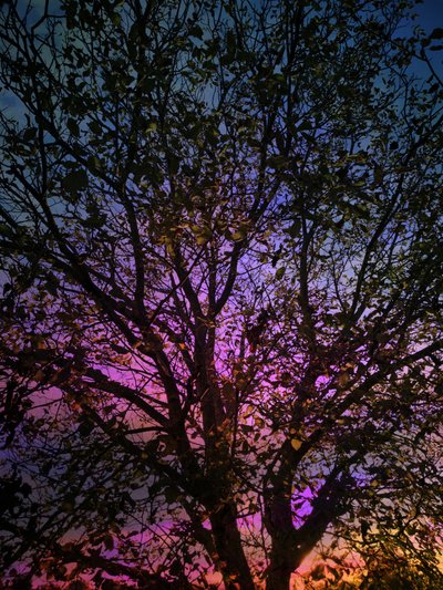 Lebendiger Sonnenuntergangsbaum von Angelo Cerantola