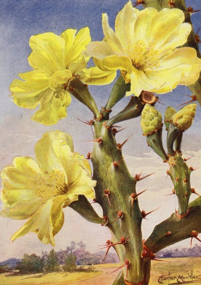 Ein schöner Vertreter des Feigenkaktus, Opontia Dillenii von Angelo Fairfax Muckley