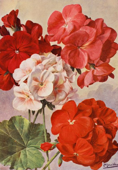 Schöne moderne Geranien, Zonal-Pelargonien von Angelo Fairfax Muckley