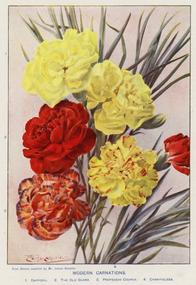 Moderne Nelken von Angelo Fairfax Muckley