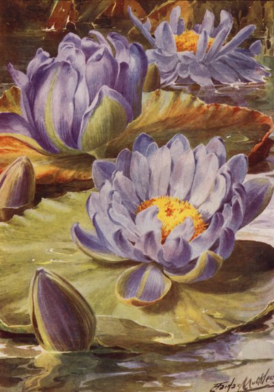 Nymphea Gigantea Hudsonii, eine prächtige blaue Seerose von Angelo Fairfax Muckley