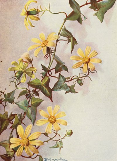 Der Gelbe Kap-Efeu, Senecio Macroglossus von Angelo Fairfax Muckley