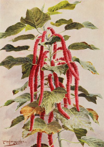 Die schöne rot-schwänzige Acalypha Hispida, Sanderiana von Angelo Fairfax Muckley