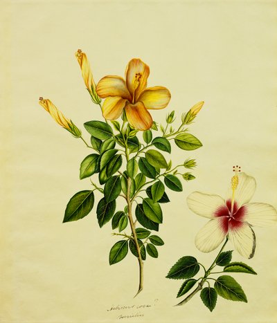 Studien von Hibiskus, einer Aloe und anderen, um 1840 von Anglo Indian School