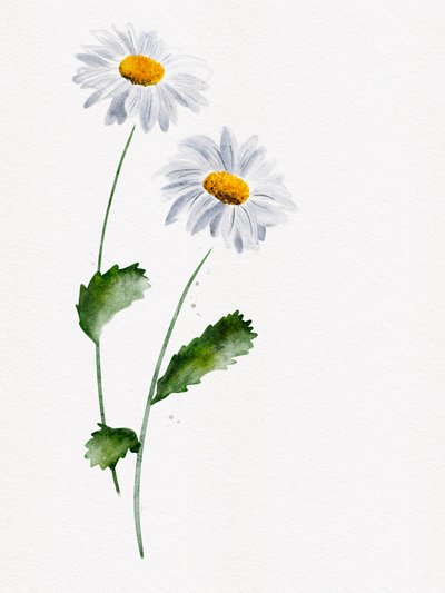 Zarte Gänseblümchenblüten von Ankie Kooi