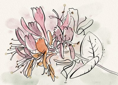 Sanfte Geißblattblüten von Ankie Kooi