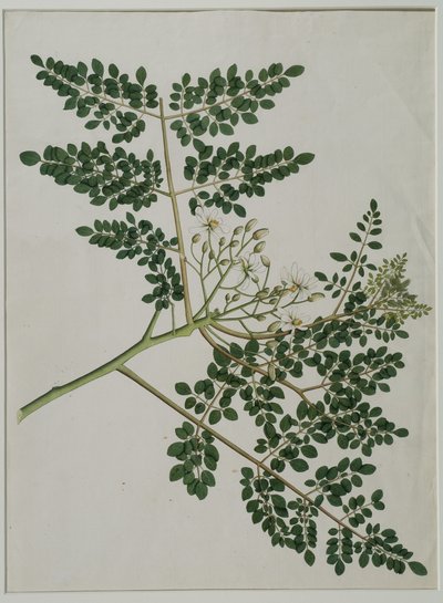 Moringa oleifera, auch Meerrettichbaum oder Trommelstockbaum genannt von Anna Maria Jones