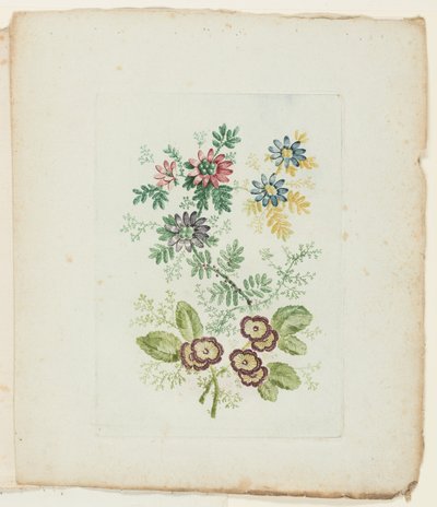 Teller, aus Neue Suite von Notizbüchern idealer Blumen für den Gebrauch von Zeichnern und Malern von Anne Allen
