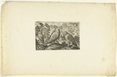 Adler und ein Rebhuhn von Anonymous