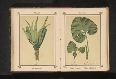 Blatt eines Huflattichs und eines Pestwurzes von Anonymous