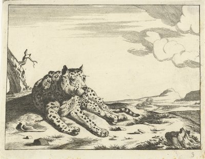 Liegender Leopard, von vorne gesehen, die Pfoten nach rechts von Anonymous