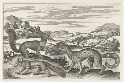 Marder, Eichhörnchen und ein Fuchs von Anonymous