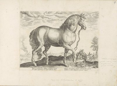 Pferd aus Kalabrien von Anonymous
