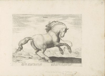Pferd aus Dänemark von Anonymous