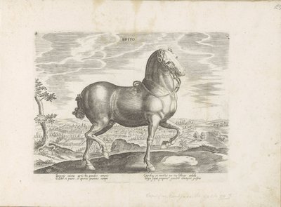 Pferd aus England von Anonymous